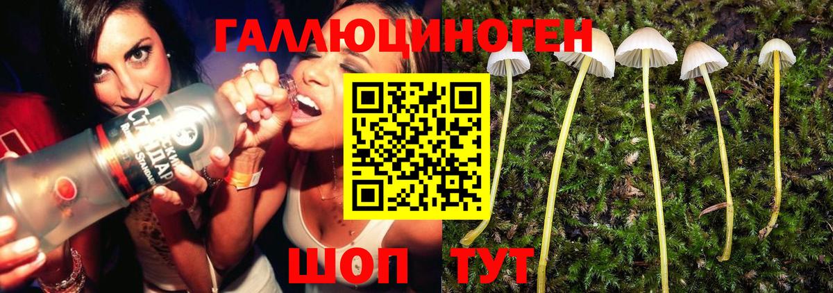 Галлюциногенные грибы Cubensis  купить закладку  Вход с VPN  Мурино  Псилоцибиновые грибы MAGIC MUSHROOMS 